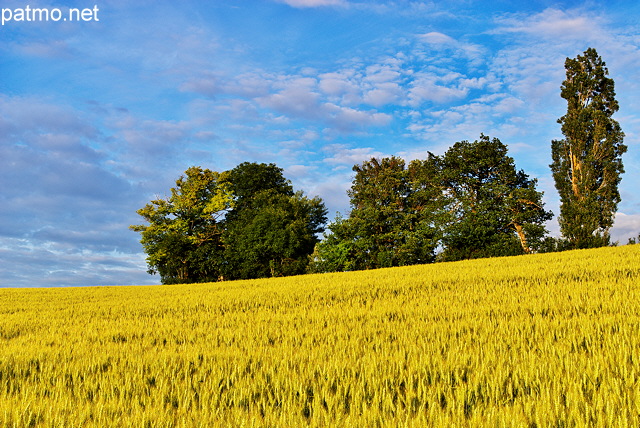 Photographie d'un champ de bl entre Chaumont et Musiges en Haute Savoie