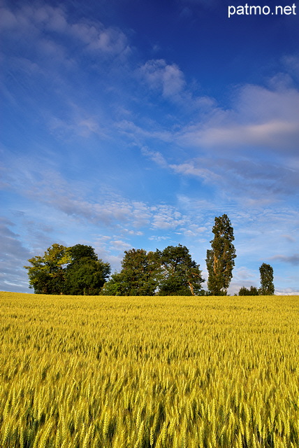 Photographie d'un champ de bl sous un ciel bleu et nuageux