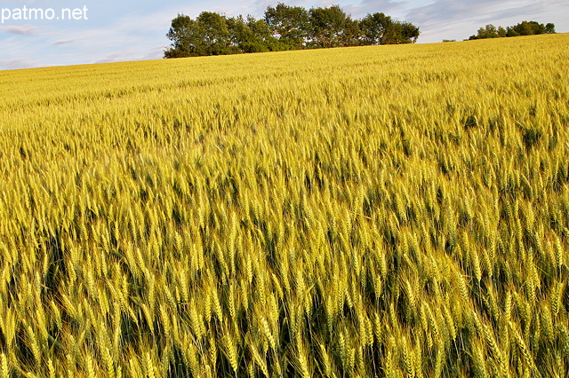 Photo d'un champ de bl en fin de journe