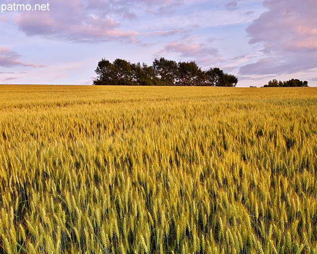 Photographie d'un champ de bl dans la lumire du crpuscule en Haute Savoie