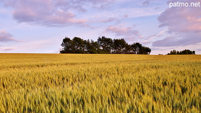 Image d'un champ de bl au crpuscule