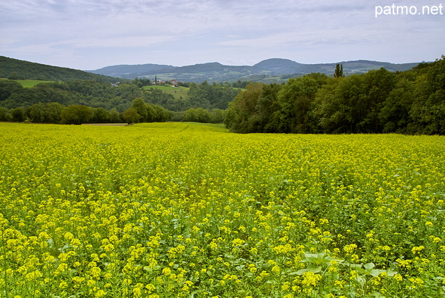 Photo d'un champ de colza en fleur  proximit de Frangy en Haute Savoie