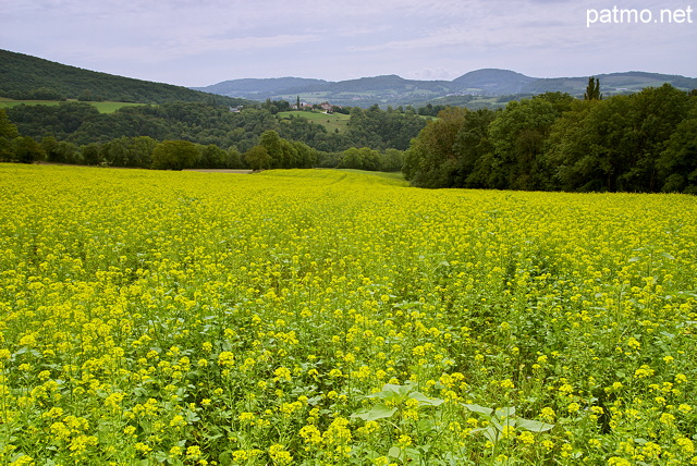 Photo d'un champ de colza  proximit de Frangy en Haute Savoie