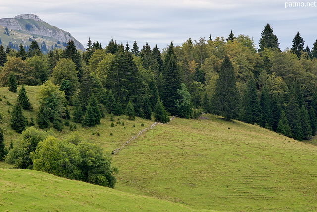 Photo de prairies et de fort de montagne sur les plateau du Haut Jura