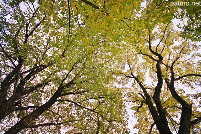 Photographie en contre plonge du ciel d'automne sous des branches de tilleuls