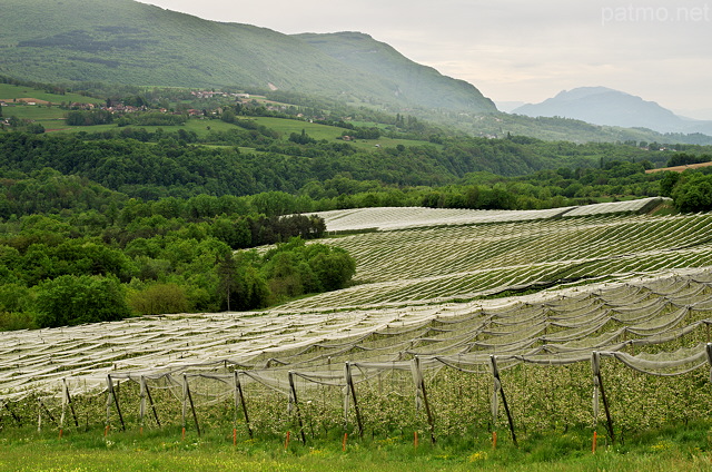 Image d'un verger de pommiers prs d'Usinens en Haute Savoie