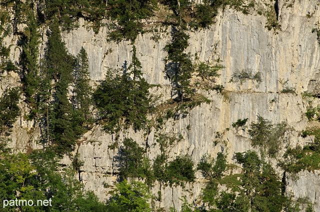 Photo d'picas sur les falaises des montagnes du Parc Naturel Rgional du Haut Jura