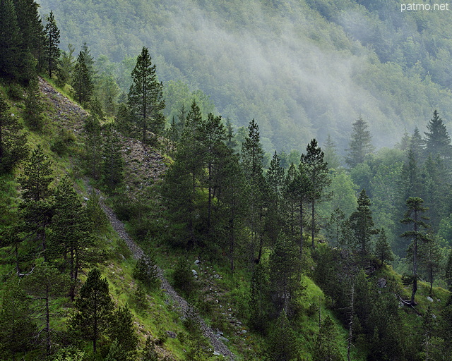 Image de la brume d'tt sur la fort du Haut Jura dans la moraine du Niaizet