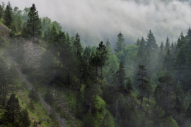 Image de la brume matinale sur les picas du Haut Jura dans la moraine du Niaizet