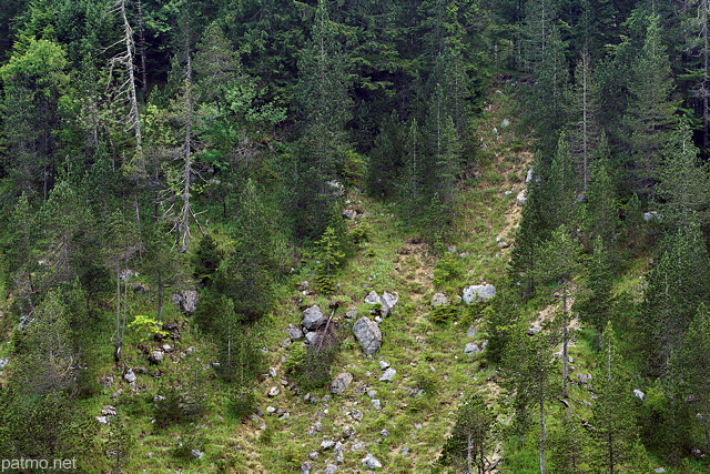 Photo d'une fort de conifres sur les pentes rodes de la moraine du Niaizet dans le Haut Jura
