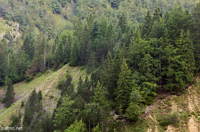 Photo of a coniferous forest in the mountains of Haut Jura Natural Park