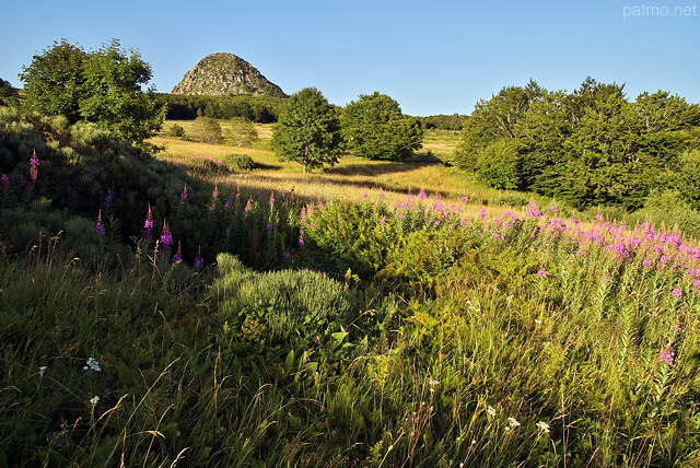 Image du Mont Gerbier de Jonc dans les prs fleuris de la Montagne Ardchoise