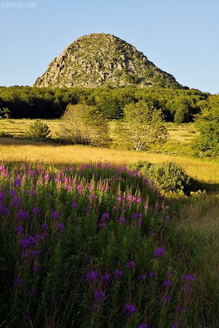 Photographie d'pilobes fleuris devant le Mont Gerbier de Jonc en Ardche