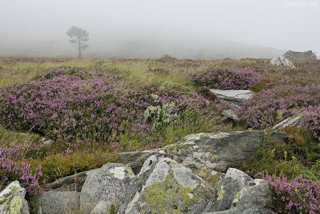 Photographie de bruyres et de rochers dans le brouillard sur le Suc de la Lauzire