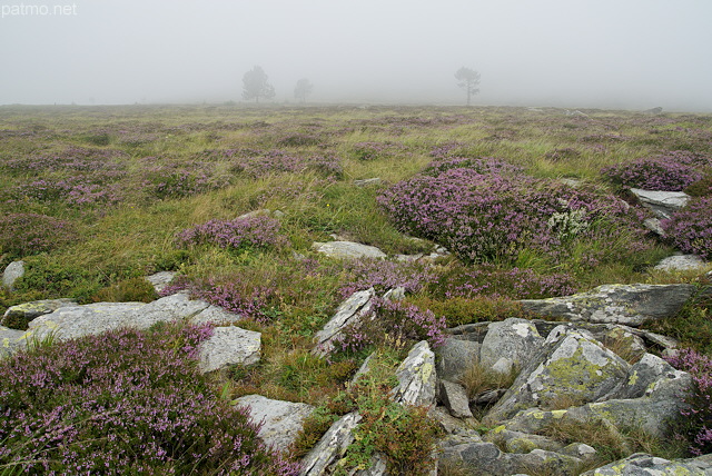 Image de lande brumeuse sur le Suc de la Lauzire en Ardche