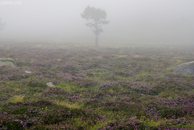 Photographie d'une lande dans le brouillard sur le Suc de la Lauzire en Ardche