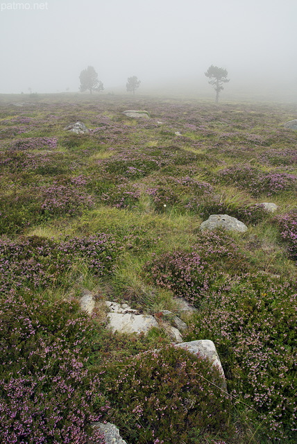 Photographie de la bruyre et du brouillard sur le Suc de la Lauzire en Ardche
