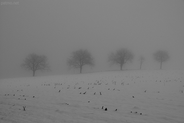 Photo d'arbres aligns dans la neige et le brouillard