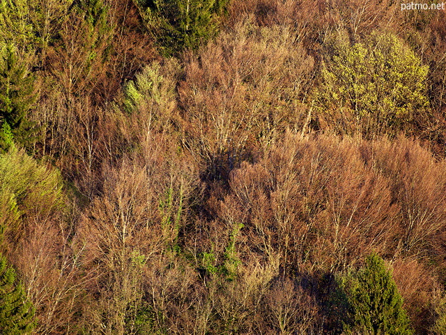 Image de la lumire d'un soir de printemps sur les arbres de la fort du Mont de Musige