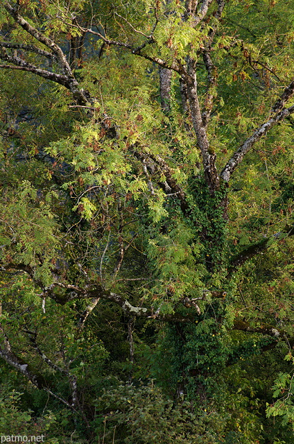 Photographie d'un vieux frne encore vert en automne