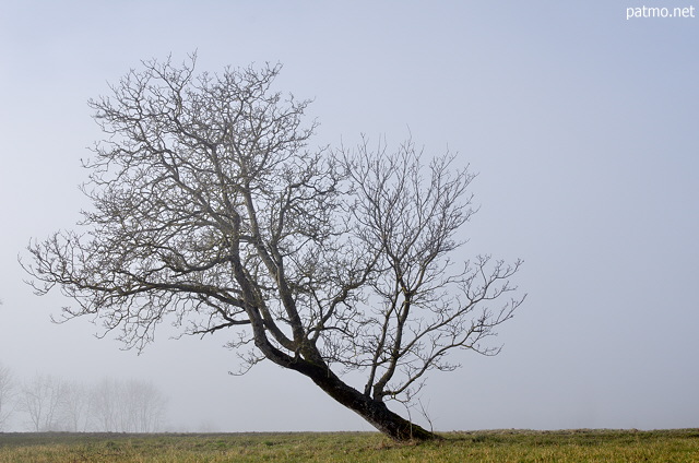 Photo d'un arbre dans le brouillard d'un dbut d'hiver