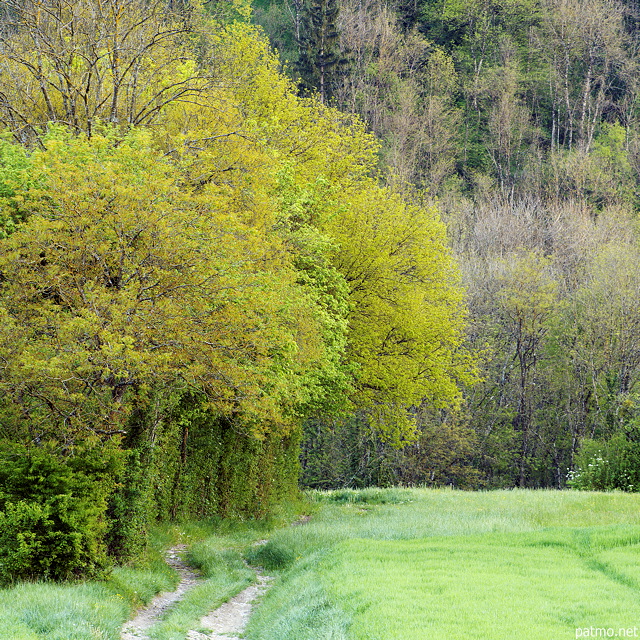 Photographie d'un chemin de printemps  travers champs