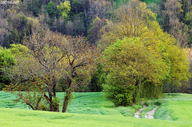Image d'un chemin  travers la campagne colore par le printemps