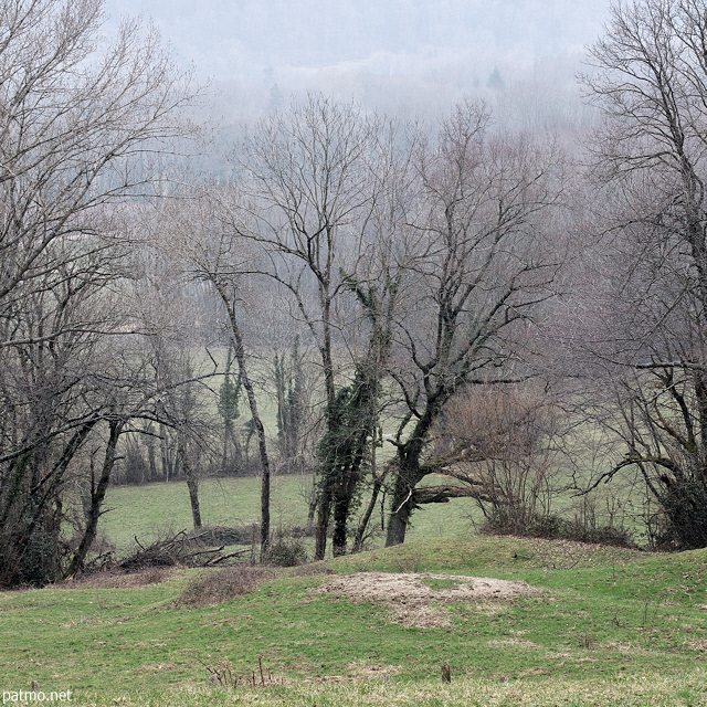 Image d'arbres en hiver  Savigny Haute Savoie
