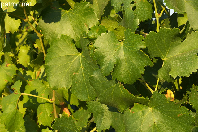 Image de feuilles de vigne