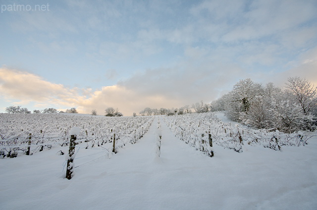 Photographie d'un vignoble enneig au lever du jour en Haute Savoie