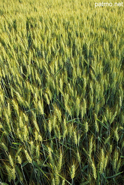 Photographie d'pis de bl dans un champ en Haute Savoie