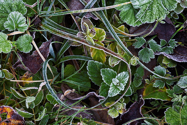 Picture of herbs and plants frosted by an autumn morning