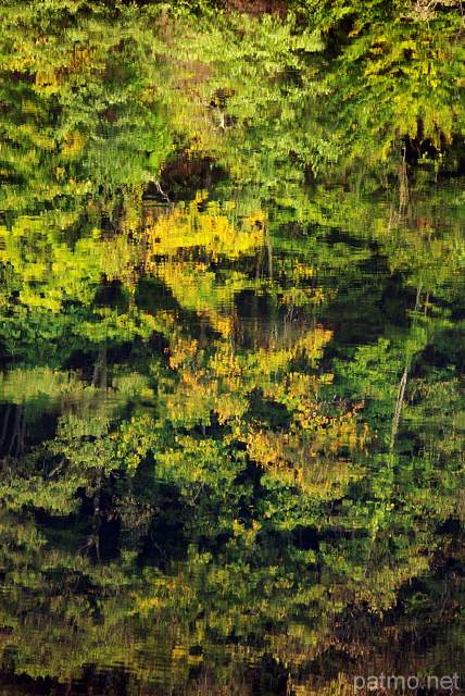 Photo d'une fort d'automne reflte dans l'eau du Rhne