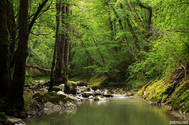 Image of green springtime forest along Fornant river