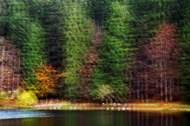 Photo abstraite de la fort du lac Gnin en automne