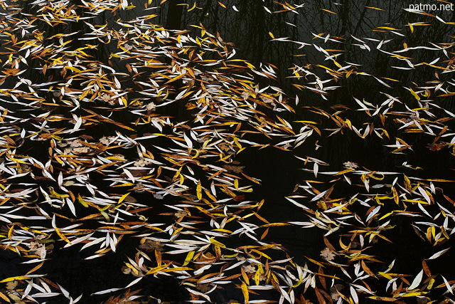 Image de feuilles d'automne flottant sur l'eau d'un tang