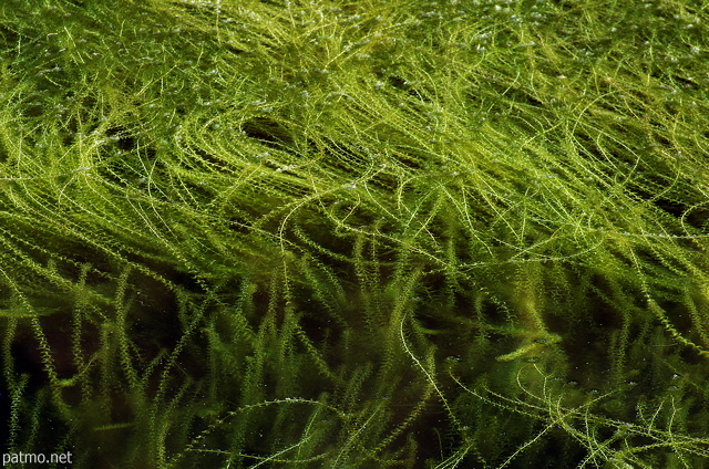 Image of green algae in the water of Montriond lake in Haute Savoie