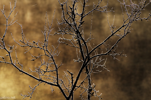 Photo de branches d'arbres givres claires par la lumire d'un matin d'automne