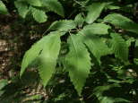 image feuilles de chtaignier