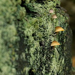 champignons sur tronc de chtaignier