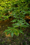 photo de feuilles de chtaignier massif des maures