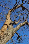 Photo du tronc et des branches d'un vieux chtaignier du Massif des Maures