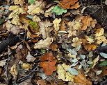 Photo de feuilles d'automne sur le sol de la fort du Massif des Maures