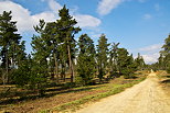 Photographie d'une piste forestire sur le domaine de Casabianda en Haute Corse