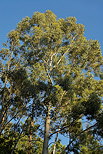 Photographie du houppier d'un eucalyptus dans la fort du Massif des Maures