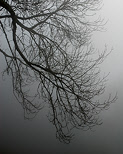 Photographie de branches de chnes se dcoupant dans le brouillard.