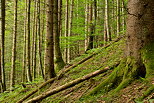 Photo d'arbres dans la fort de la Valserine au sein du Parc Naturel Rgional du Haut Jura