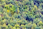 Photo abstraite des premires couleurs d'automne dans la fort de la Valserine