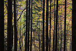 Image d'automne en sous bois dans la fort de la valle de la Valserine