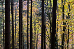 Photo d'automne dans les sous bois de la fort de la Valserine